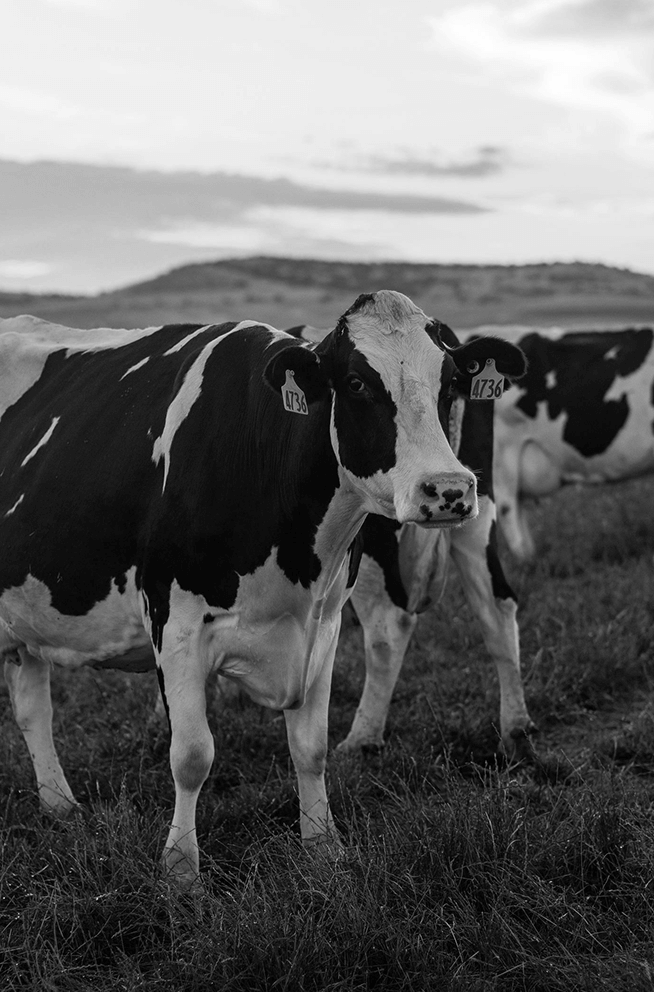 Image of Gibby Group milk cows
