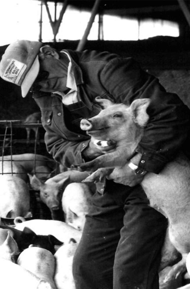 Image of Gibby Group pigs